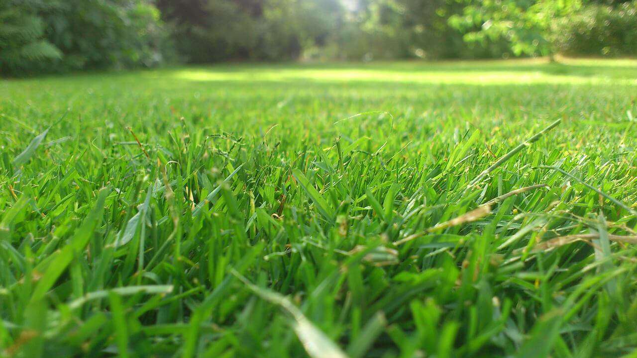 Rasen richtig düngen Tipps und Tricks zur optimalen Pflege