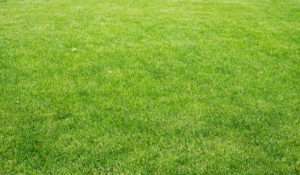 Lawn with different plants, nature background. Close-up view