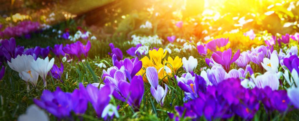 Garten im Frühjahr