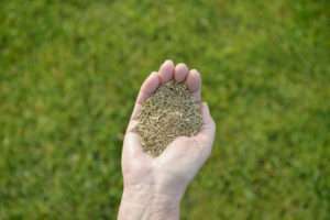 Grassamen in der Hand